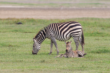 Fototapeta na wymiar Mother zebra grazes while newborn colt rests on ground beside her, facing camera, front legs raised at knees, side view of adult, Ngorongoro Conservation Area, Tanzania