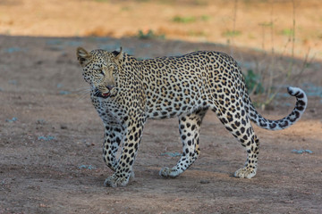 Africa, Zambia. Side portrait of walking leopard.