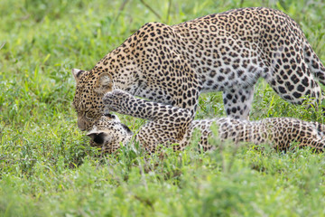 Leopard mother stands over and grooms her nearly grown cub who lies on its back, paw resting on her cheek, Ngorongoro Conservation Area, Tanzania