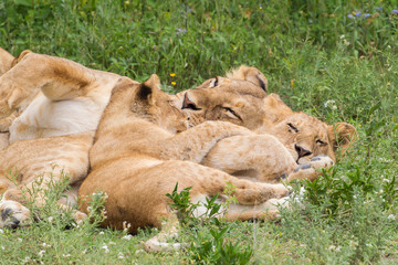 Naklejka premium Part of lion pride, adult and two cubs sleeping together on grass, arms entangled, Close-up view, Ngorongoro Conservation Area, Tanzania