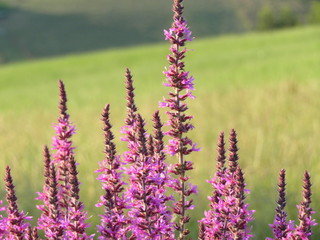 Beautiful natural wild purple flower pollen field