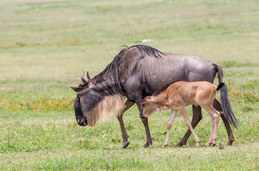 Wildebeest mother and newborn calf slowly walk, profile view, side by side, Ngorongoro Conservation Area, Tanzania