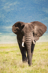 Naklejka na ściany i meble African elephant walking inside the Ngorongoro Crater