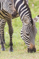 Fototapeta na wymiar Adult female zebra grazes, head and frontal shot, Close-up, while her colt's head appear in upper corner, Ngorongoro Conservation Area, Tanzania