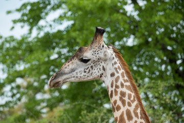 Africa, Zambia, South Luangwa National Park, during green season. Thornicroft's giraffe (Giraffa camelopardalis thornicrofti) in natural habitat.