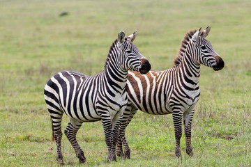 Fototapeta na wymiar Two zebras stand side by side, alert, one fully adult and the second nearly adult, its colors changing from brown to black, Ngorongoro Conservation Area, Tanzania