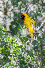 Yellow village weaver (Ploceus cucullatus) bird, red eye and black facial mask, perched on a branch, back view, looking to the side, Ngorongoro Conservation Area, Tanzania