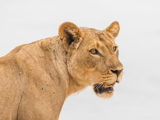 Africa, Zambia. Portrait of lioness.