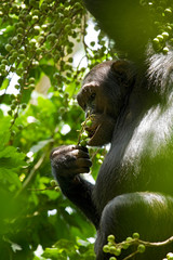 Africa, Uganda, Kibale National Park, Ngogo Chimpanzee Project. Surrounded by branches laden with fruit, a male chimpanzee selectively eats the ripest figs (Ficus capensis).