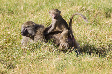 Young juvenile Yellow baboon (Papio cynocephalus) rides sitting upright on it's mother's back, facing the viewer, while she walks through the deep grass, Arusha National Park, Tanzania