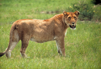 Fototapeta na wymiar Africa, Uganda, Queen Elizabeth NP. A lioness waits for the rest of her pride in Queen Elizabeth National Park in Uganda.