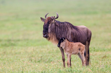 Adult wildebeest stands beside a recently born calf leaning against it, both facing sideways to the viewer, calf below the adult, Ngorongoro Conservation Area, Tanzania