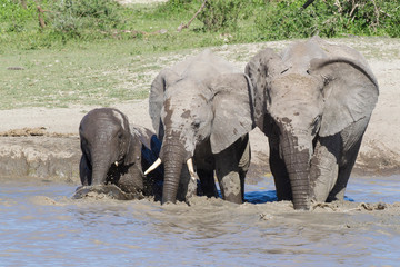 Two older female elephants accompany a young elephant into the cool water, all three facing the camera, trunks in the water, blowing bubbles, Ngorongoro Conservation Area, Tanzania
