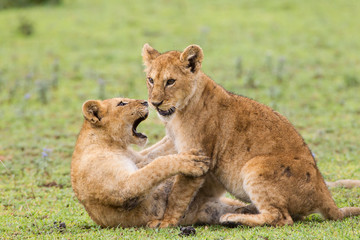Two lion cubs play, profile view, as one lunges its head, mouth open at the other cub's head, Ngorongoro Conservation Area, Tanzania