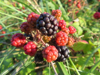 Beautiful black raspberry red fruit natural black tasty