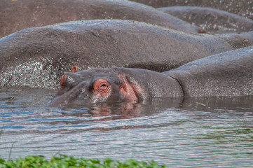 Africa, Hippo
