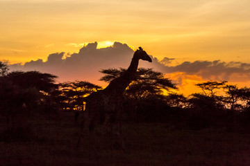 Silhouette of Masai giraffe, walking past already darkened acacia trees, cloud formations in background, sky of yellow and gold, Ngorongoro Conservation Area, Tanzania