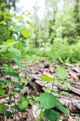 Macro Forest