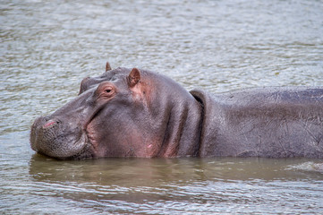 Africa, Hippo