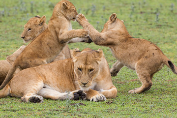 Fototapeta na wymiar Weary looking lioness mother rests on the ground while four cubs fight in back of her, Ngorongoro Conservation Area, Tanzania