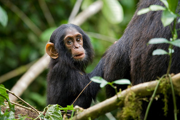Africa, Uganda, Kibale National Park, Ngogo Chimpanzee Project. Sitting beside his mother an infant...