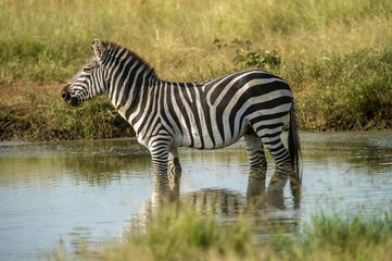 Fototapeta na wymiar Africa, Tanzania, zebra