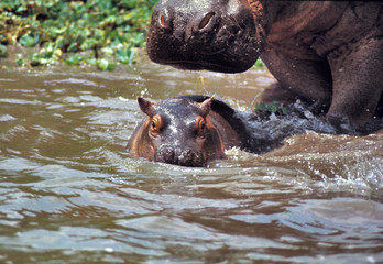 Africa, Uganda, Queen Elizabeth NP. A mother hippopotamus guards her baby in a swamps in Queen Elizabeth National Park in Uganda.