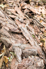 Macro Tree Bark