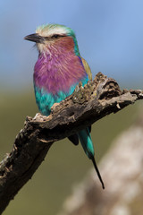 Highly colorful Lilac-breasted Roller (Coracias caudatus) sits on a tree branch, Ngorongoro Conservation Area, Tanzania