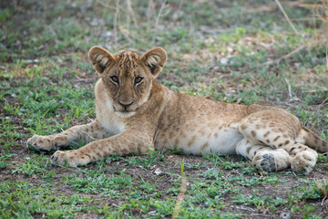 Naklejka na ściany i meble Africa, Zambia, South Luangwa National Park, Mfuwe. Lion cub (Panthera leo).