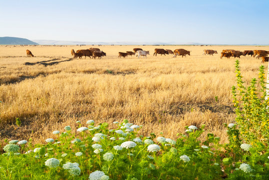 Herd of Cows, National Park of Ichkeul, Bizerte province, Tunisia, North Africa