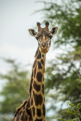 Naklejka na ściany i meble Africa, Giraffe
