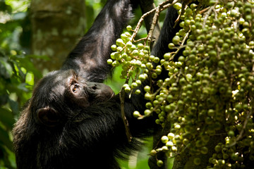 Africa, Uganda, Kibale National Park, Ngogo Chimpanzee Project. Faced with branches laden with fruit, a male chimpanzee forages for the ripest figs (Ficus capensis).