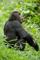 Africa, Uganda, Kibale National Park, Ngogo Chimpanzee Project. A young adult male chimpanzee sits on a forest path.