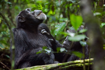 Africa, Uganda, Kibale National Park. Ngogo Chimpanzee Project. With friendly, focused attention a male chimpanzee grooms his relaxed companion's chest.