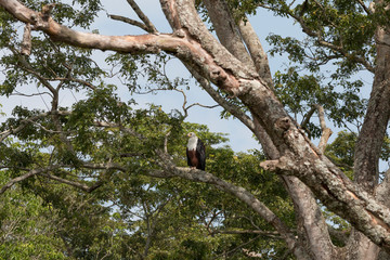 Fototapeta na wymiar Uganda, Bwindi Impenetrable National Park. UNESCO Heritage site. African fish eagle (Haliaeetus vocifer)