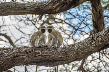 Africa, Tanzania. Vervet monkeys in tree. Credit as: Jones & Shimlock / Jaynes Gallery / DanitaDelimont.com