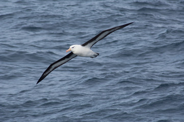 Fototapeta na wymiar South Georgia Island, Smaaland Cove. Black-browed albatross in flight (Thalassarche melanophris).