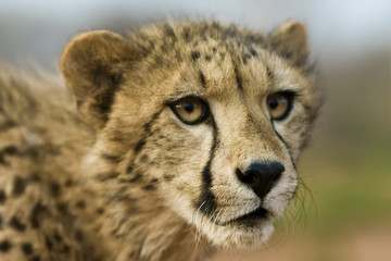 Obraz na płótnie Canvas Livingstone, Zambia, Africa. Close-Up of a Cheetah Cub.