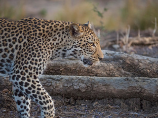 Naklejka na ściany i meble Africa, Zambia. Portrait of walking leopard.