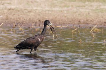 Open-billed Stork, (anatomus lamelligerus) with a snail in beak, Zimbabwe, Africa.