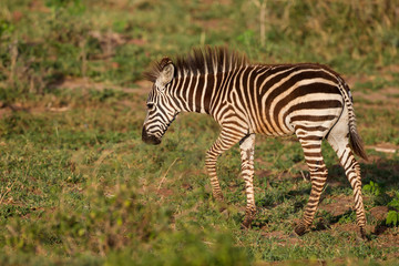 Fototapeta na wymiar Young zebra, brown stripes, walks through grassy floodplain, red dirt on its legs and belly, Lake Manyara National Park, Tanzania