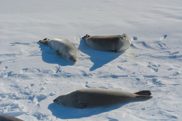 Fototapeta premium South of the Antarctic Circle, near Adelaide Island. The Gullet. Crabeater seal (Lobodon carcinophagus) on an ice floe.