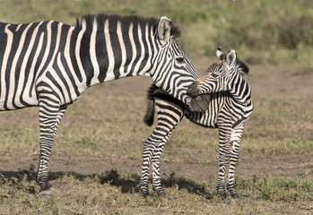 Africa, Tanzania, Serengeti. Burchell's Zebra (Equus burchellii) and foal.