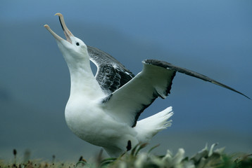 Royal Albatross, (Diomedea epomophora), Gamming, Campbell Island, sub-Antarctic New Zealand.