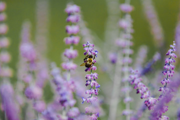 Bee in Summertime Lavender