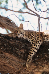 Zimbabwe, Mana Pools National Park, Leopard (Panthera pardus) in Acacia tree