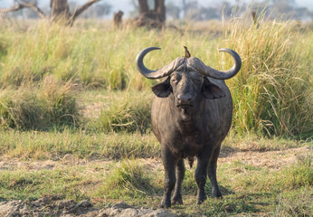 Fototapeta na wymiar Africa, Zambia. Cape buffalo male close-up.