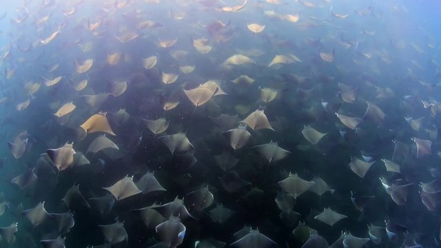 Mobula Rays
