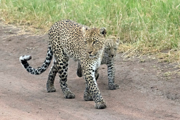 Africa, Tanzania, Serengeti. Mother leopard (Panthera pardus) and cub.